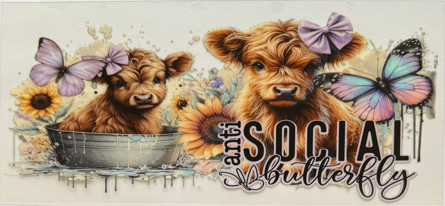 Vaca de las Highlands con margarita